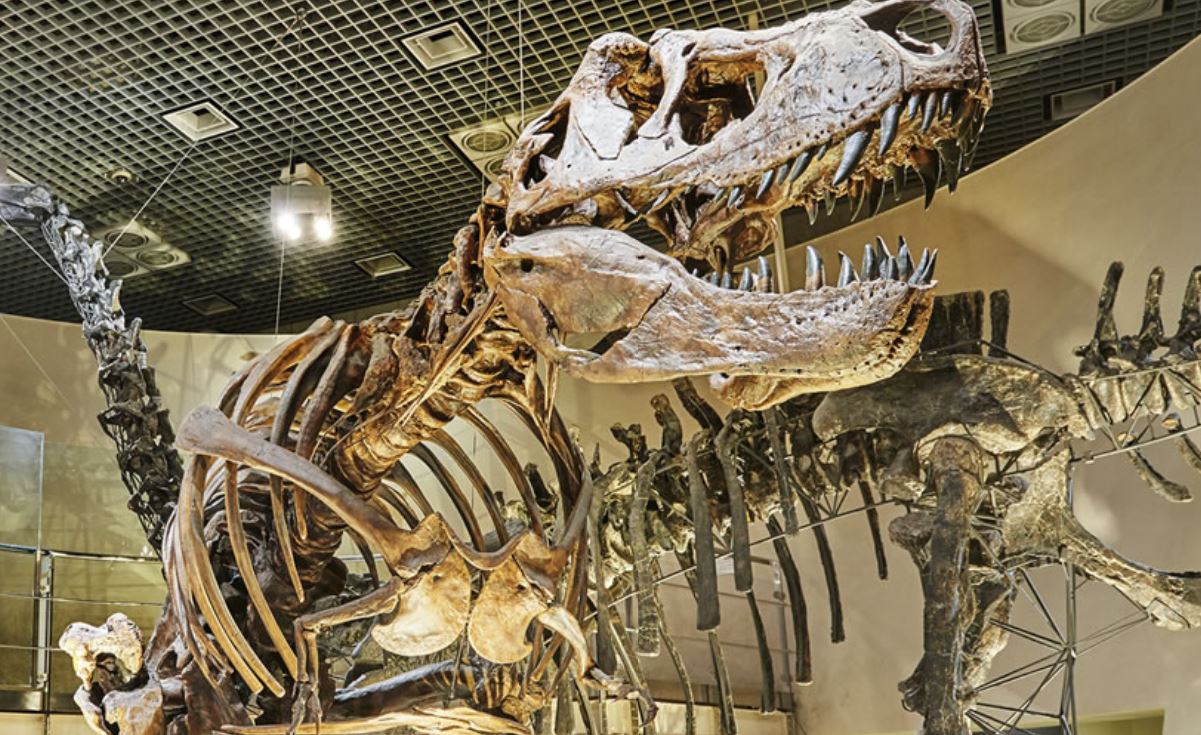 ★国立 科学博物館 上野 恐竜博 2023 期限付き 無料 観覧券 １枚